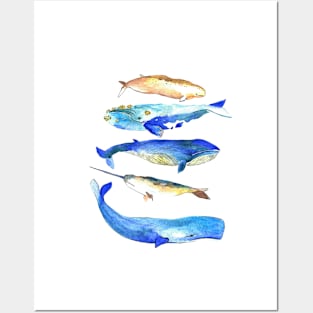 Whales watercolor Posters and Art